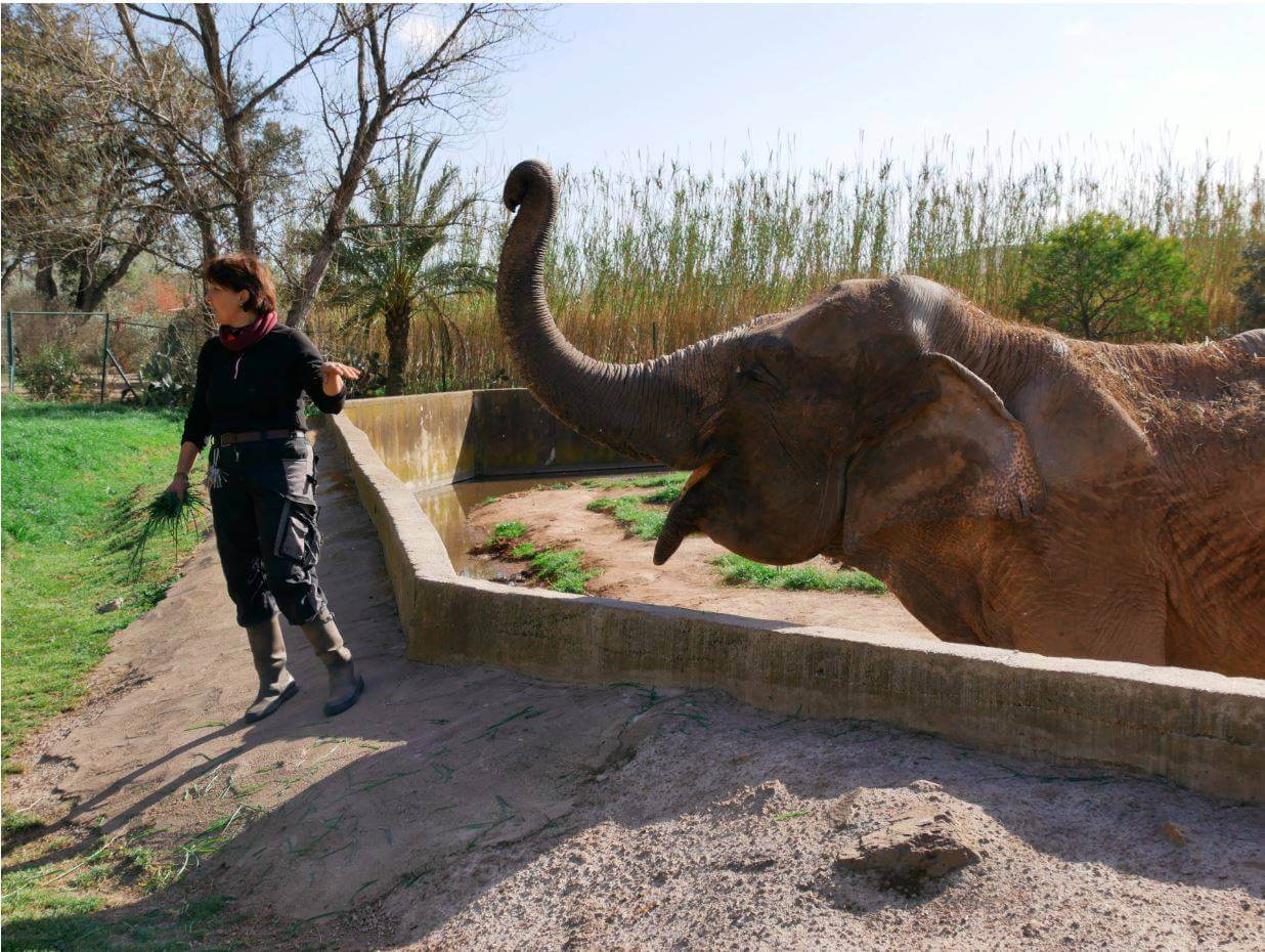 Photo de l' élèphant Gina , le doyenne du zoo de fréjus avec son soigneur